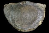 Ceratopsian Dinosaur Toe Bone - Alberta (Disposition #-) #71701-1